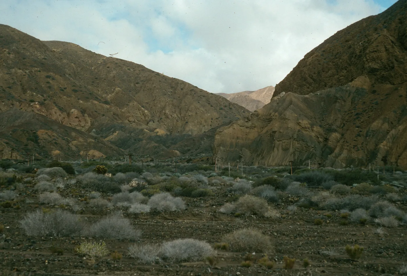 Cedros Island, Gran Cañon