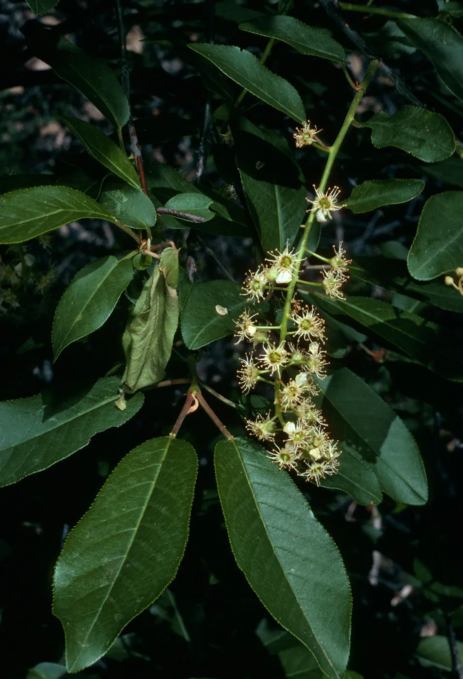 Prunus virginiana demissa, trail to Rose Valley Falls