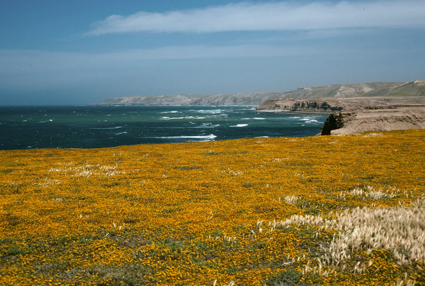 Lasthenia, Santa Rosa Island, near mouth of Garañon Canyon