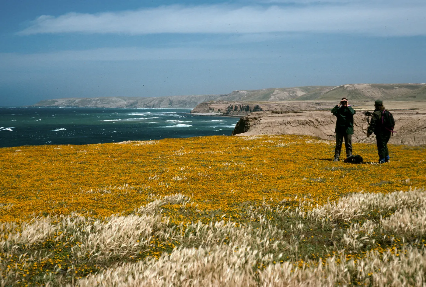 Lasthenia, Santa Rosa Island, near mouth of Garañon Canyon