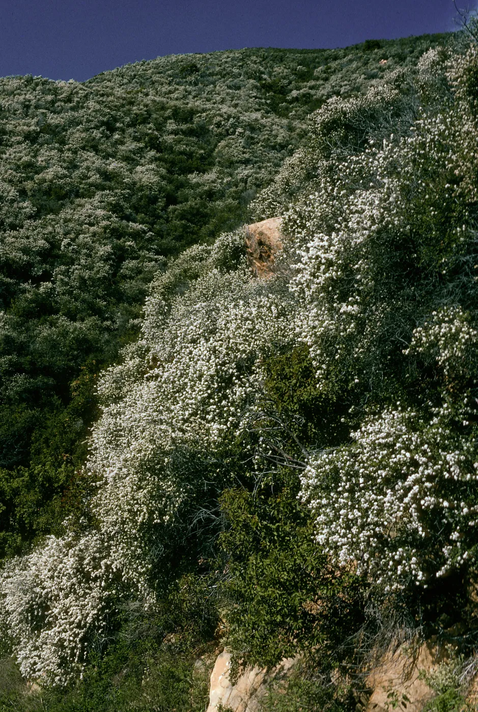 Ceanothus megacarpus, Tunnel Road