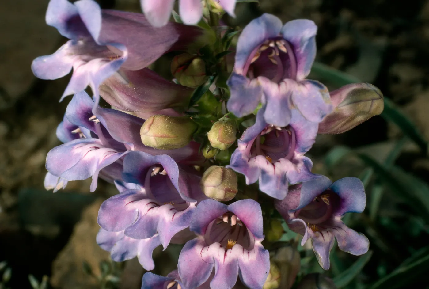 Penstemon speciosus, White Mountains, head of Wyman Canyon
