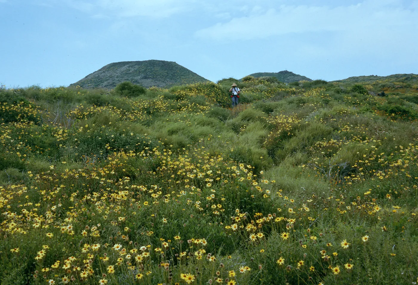 Encelia, San Martin Island, view of crater