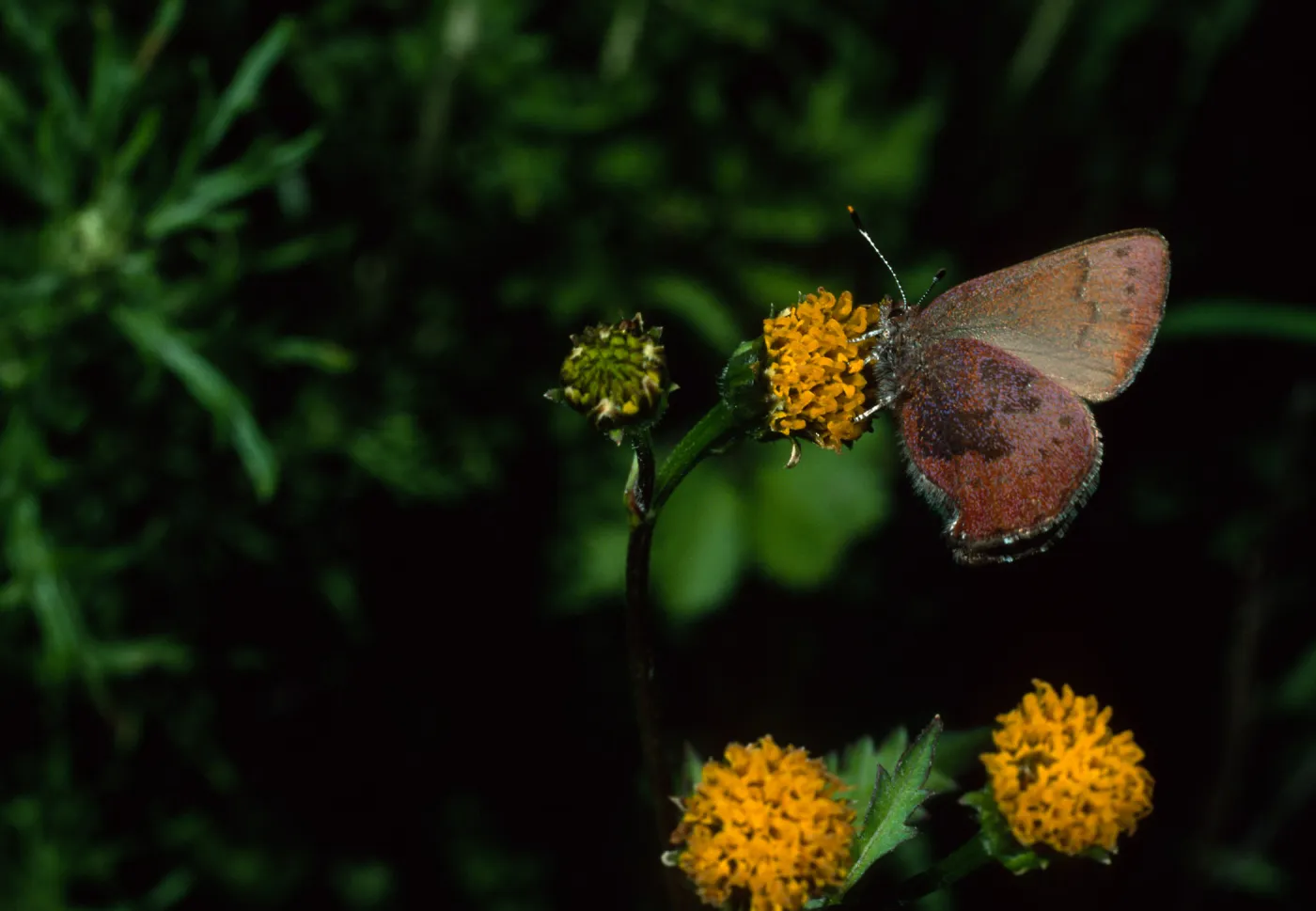 Western Elfin on Bidens pilosa, Tunnel Road