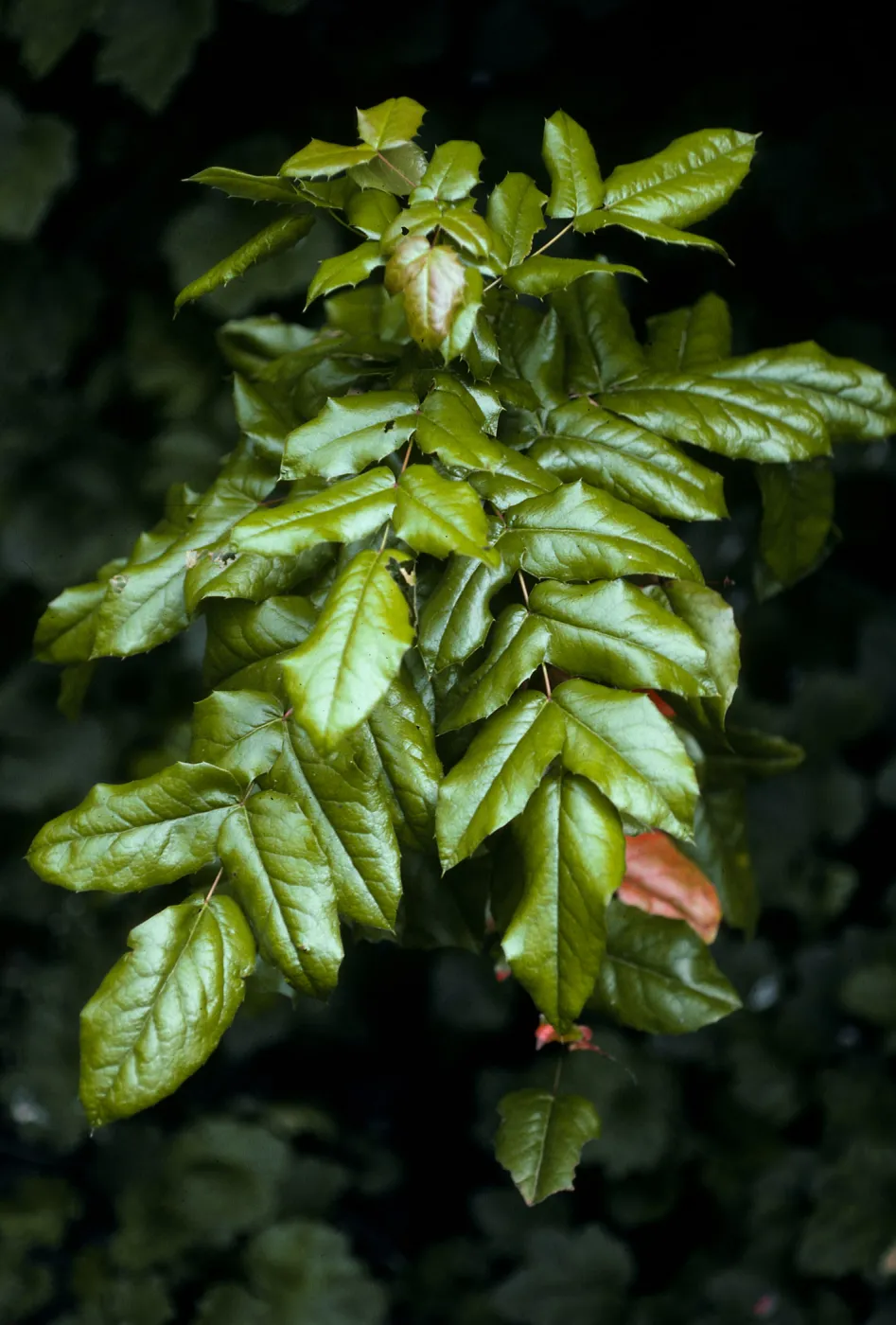 Mahonia pinnata insularis, West Anacapa Island, lower East fork of Summit Canyon, 