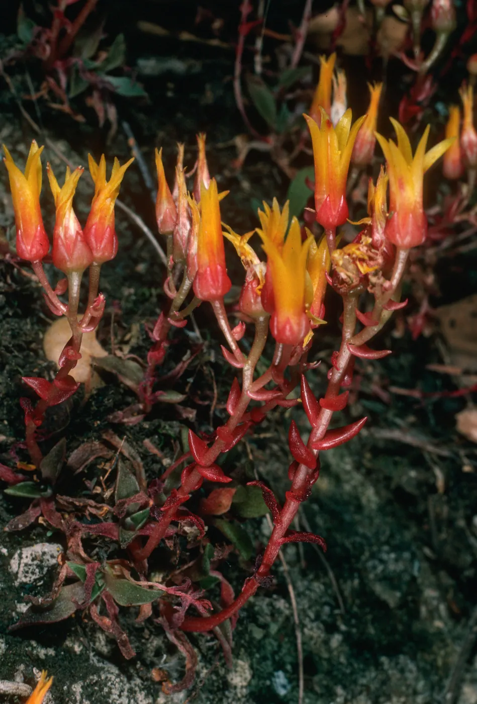 Dudleya cymosa morescens, Cotharin Road / Yerba Buena Road, Santa Monica Mountains, SJ 1371A