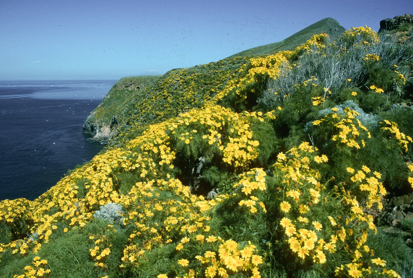 Coreopsis, West Anacapa Island, North side between Rat Rock & lower terrace, 