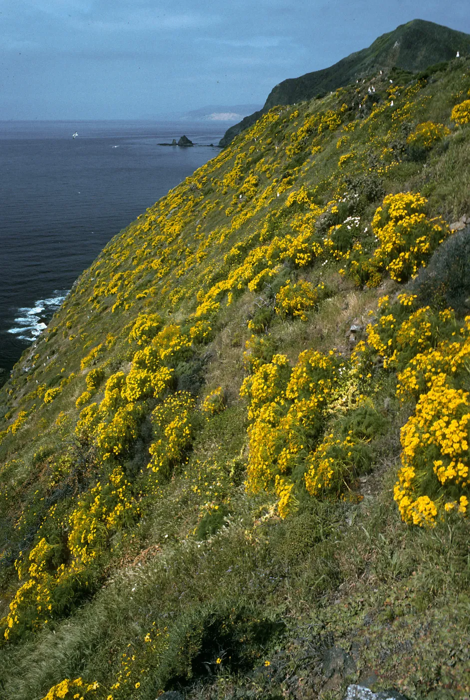 Coreopsis, Middle Anacapa Island, South side near West Knife edge, 