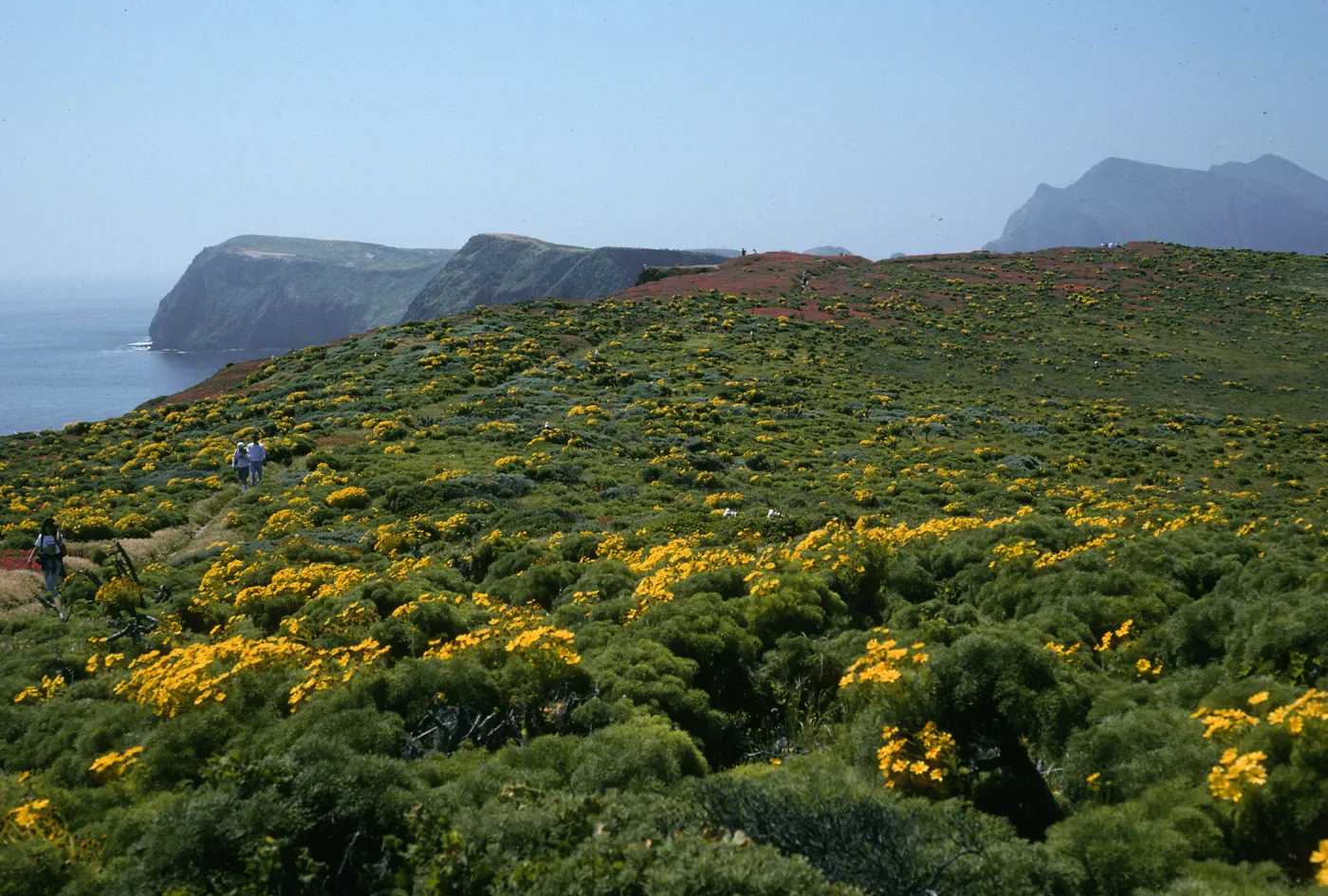 East Anacapa Island, terrace, West of campground, Coreopsis