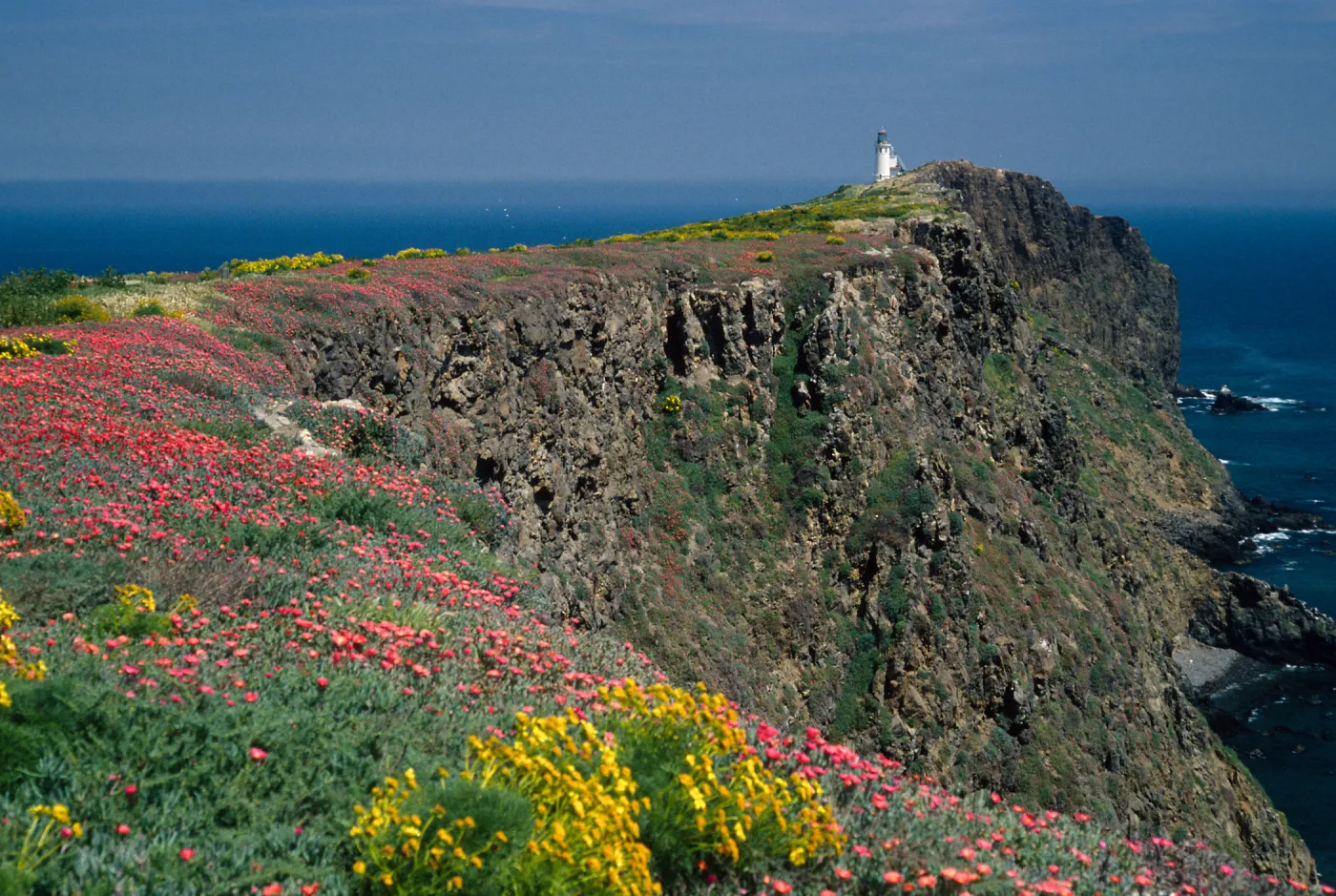 East Anacapa Island, Southeast end of island, lighthouse, Coreopsis, Malephora