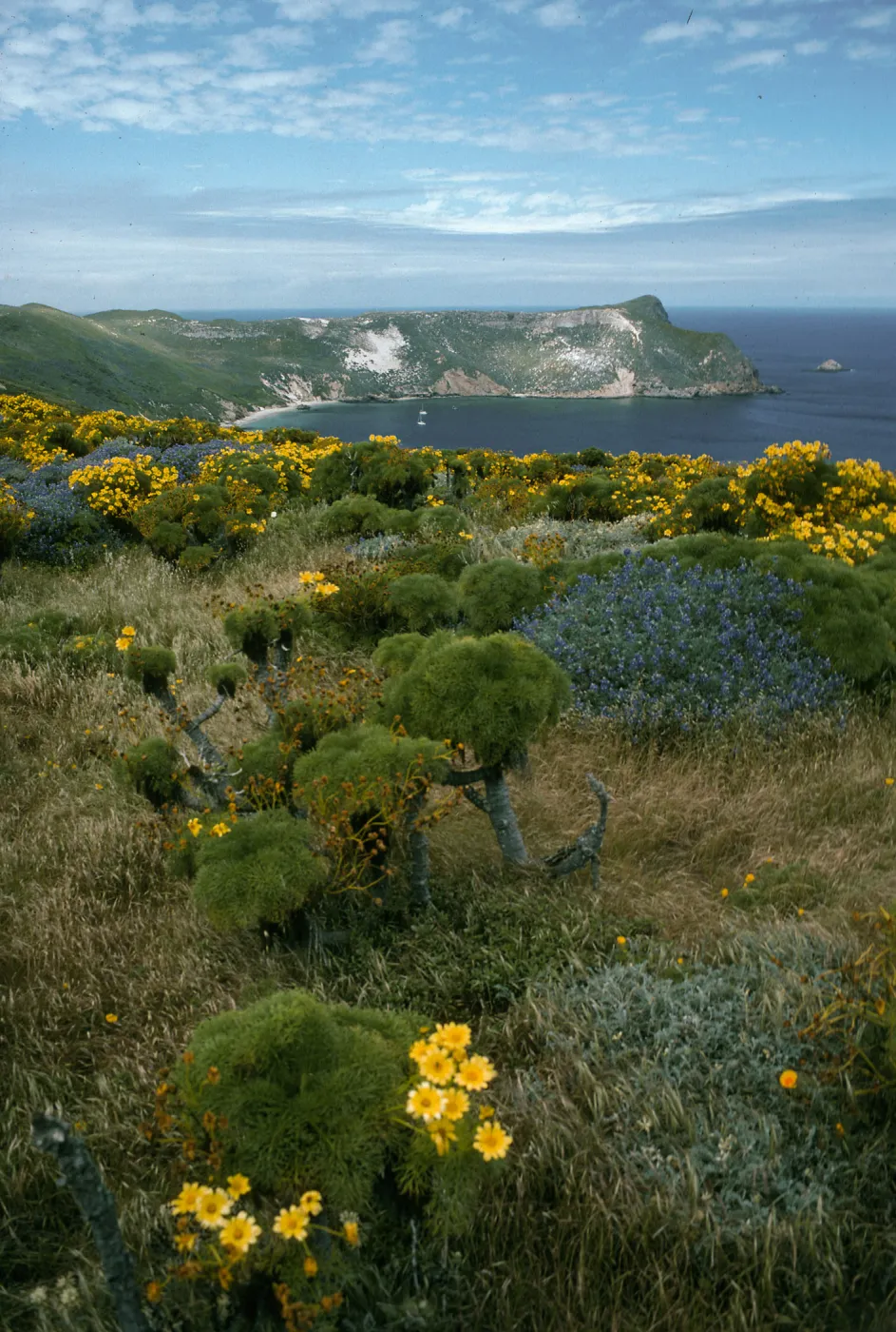 San Miguel Island, Cabrillo Monument, Cuylor Harbor, Coreopsis, Lupinus albifrons