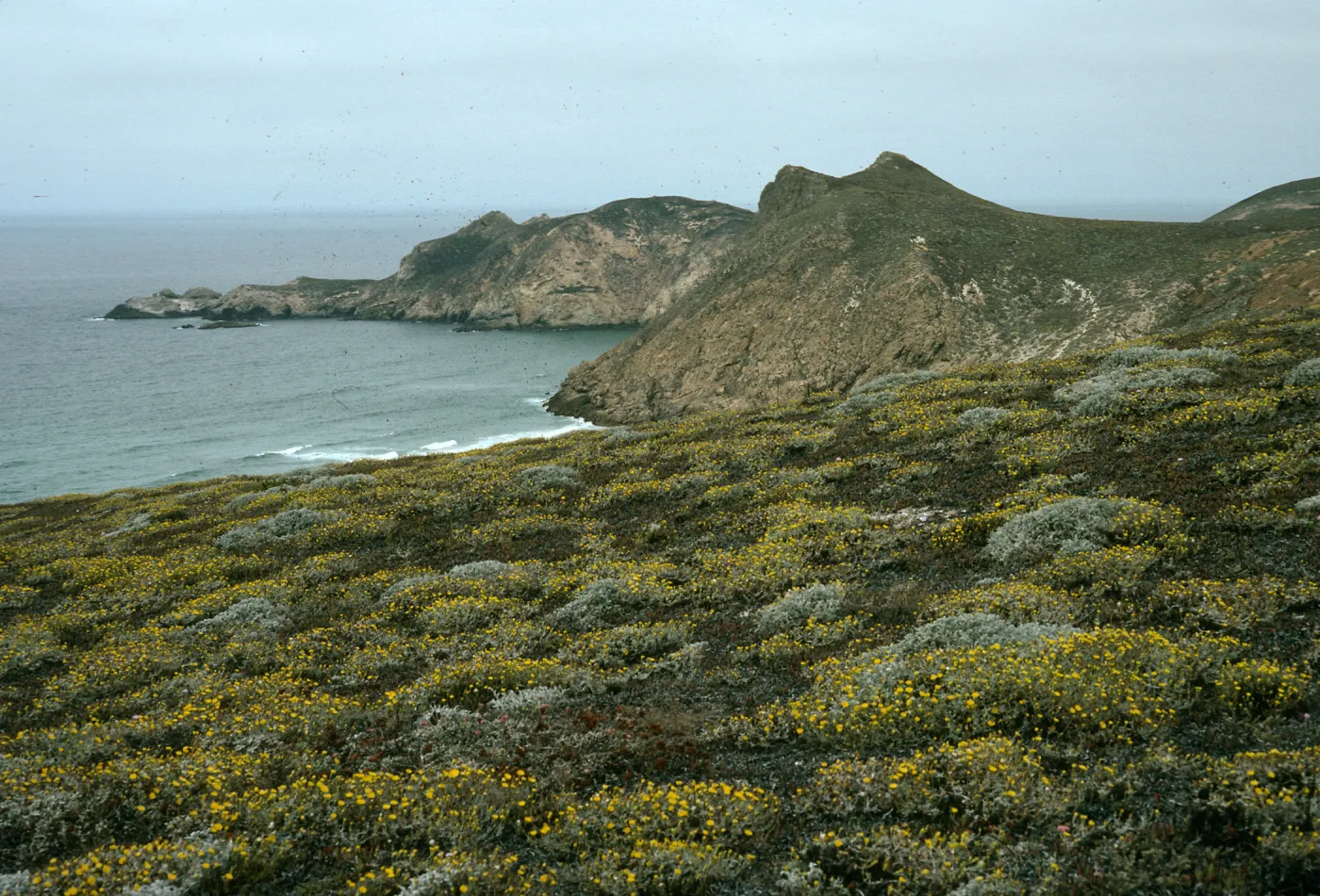 San Miguel Island, Harris Point, Lester Point, Malacothrix incana