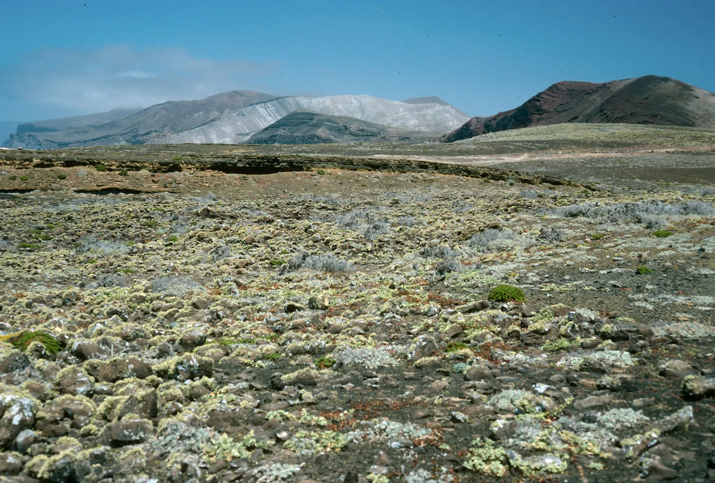 Guadalupe Island, South mesa, looking North