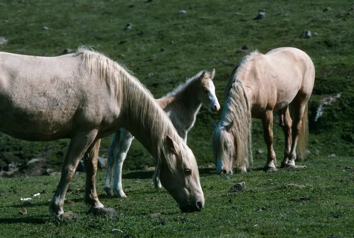 Santa Cruz Island, East of Scorpion Ranch, horses
