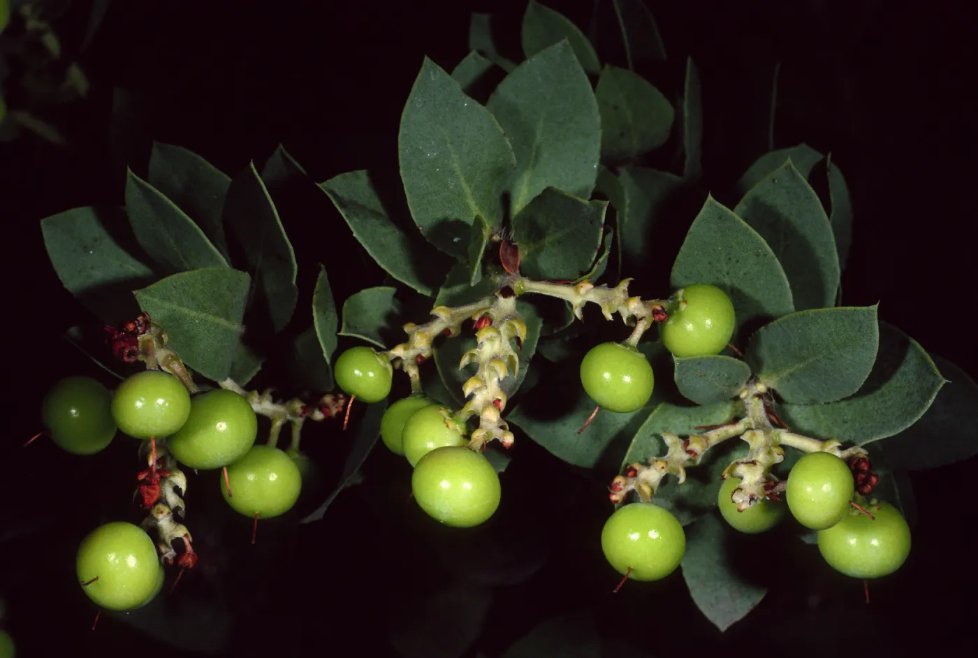 Arctostaphylos refugioensis, SBBG