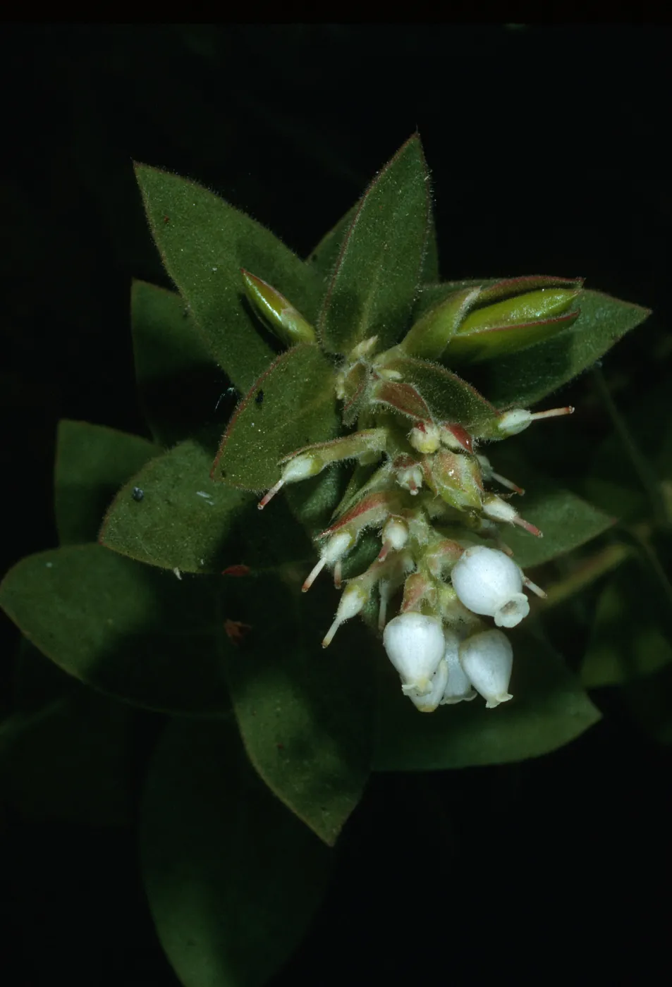 Santa Barbara Botanic Garden, Arctostaphylos refugioensis