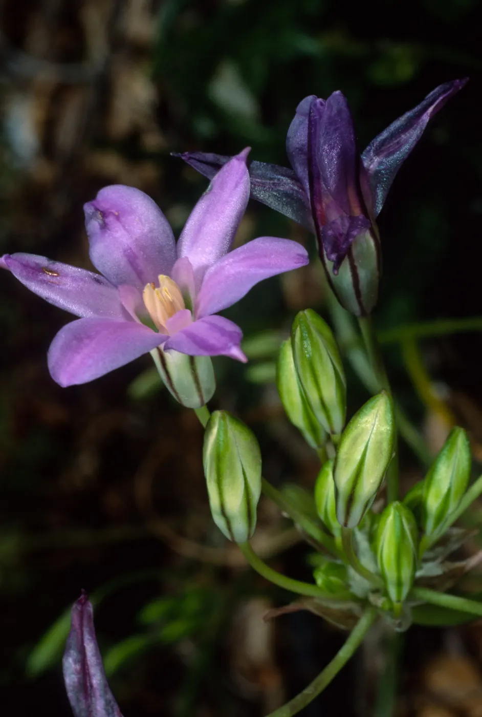 Brodiaea, SBBG