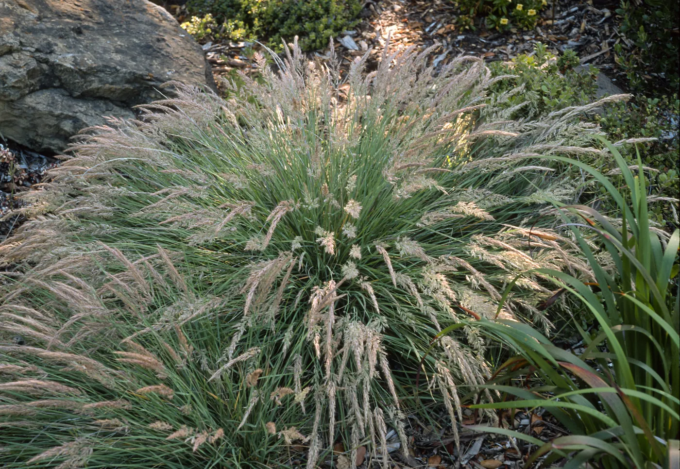 Calamagrostis foliosa, Accession #90-188, Grid J 30, Arroyo