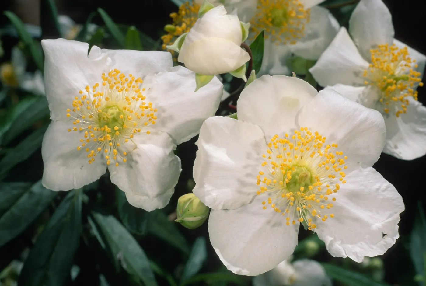 Carpinteria californica, SBBG