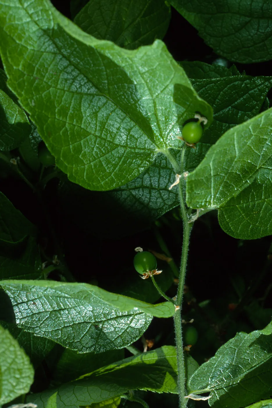 Celtis occidentalis, SBBG Desert Section