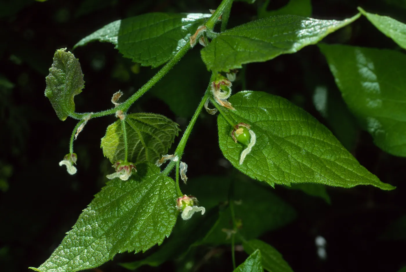 Celtis occidentalis, SBBG Desert Section