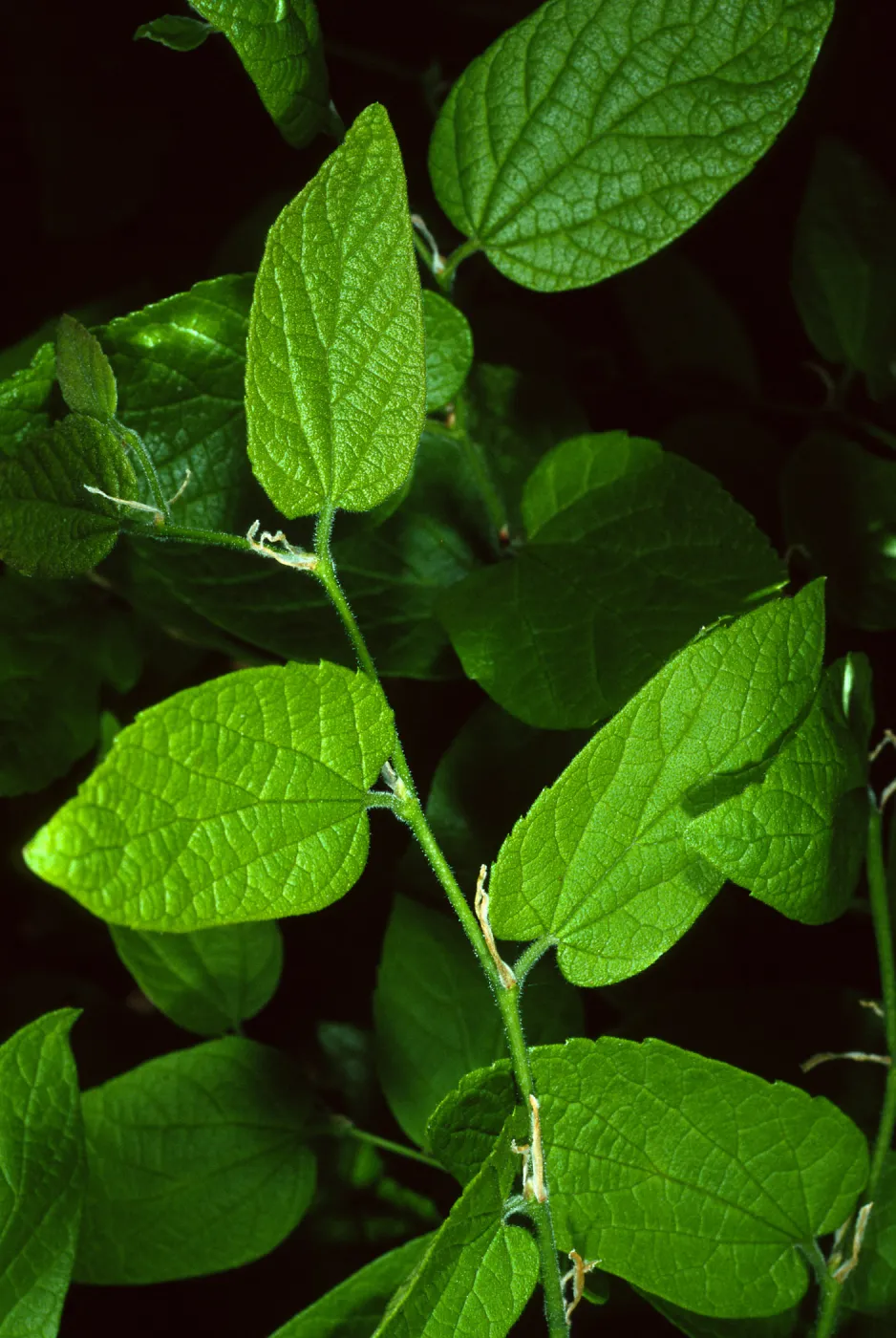 Celtis occidentalis, SBBG Desert Section