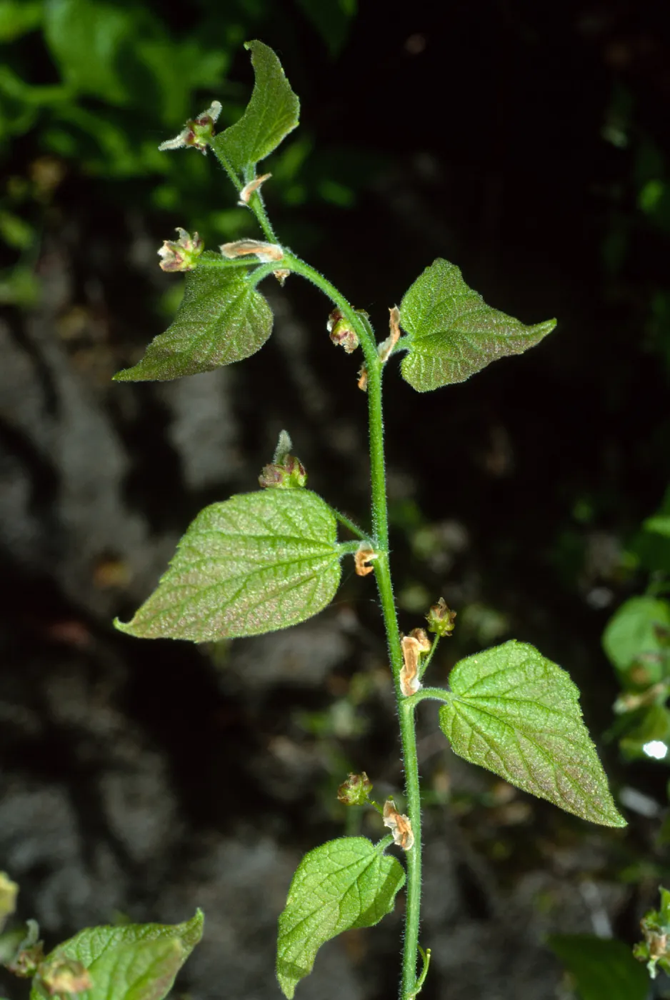Celtis occidentalis, SBBG Desert Section