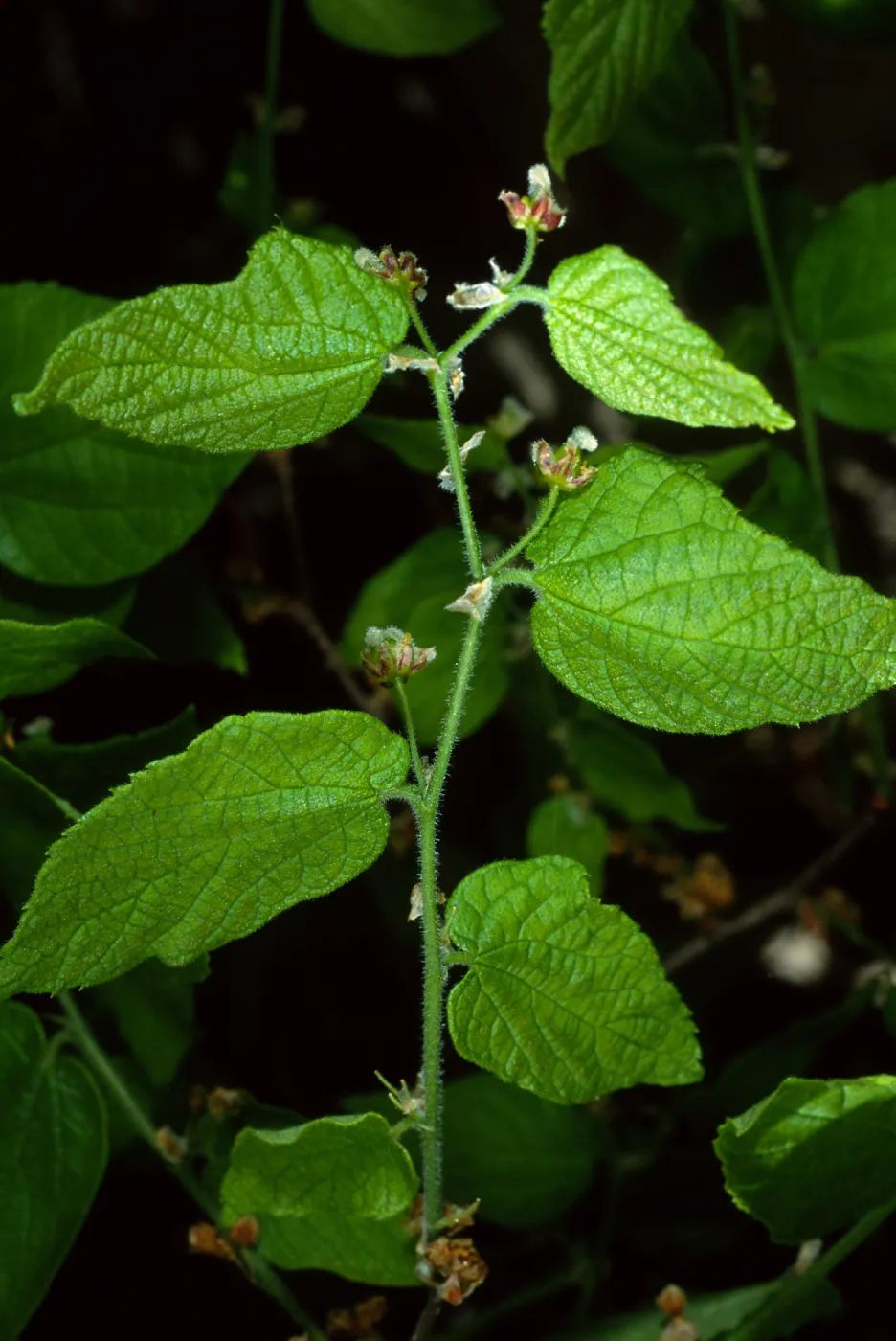 Celtis occidentalis, SBBG Desert Section