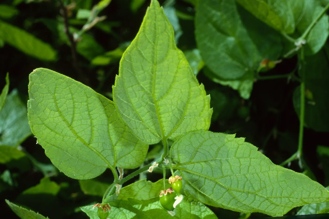 Celtis occidentalis, SBBG Desert Section