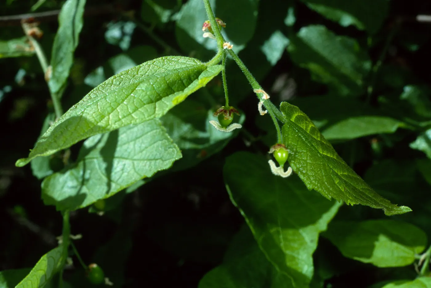 Celtis occidentalis, SBBG Desert Section