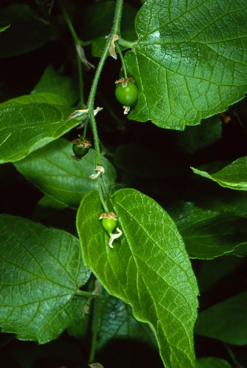 Celtis occidentalis, SBBG Desert Section