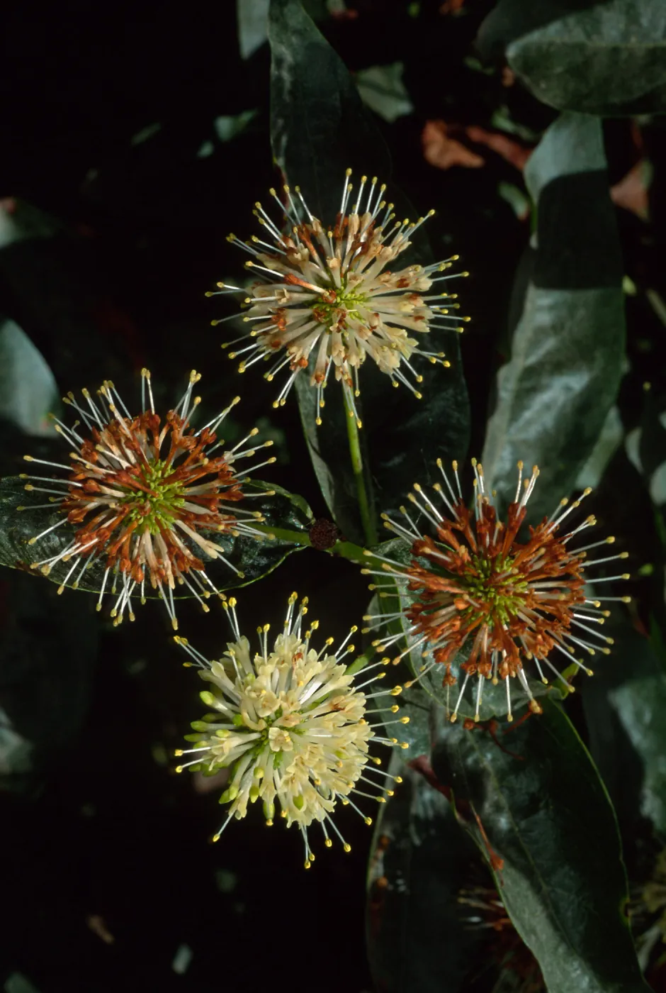 Cephalanthus occidentalis, SBBG