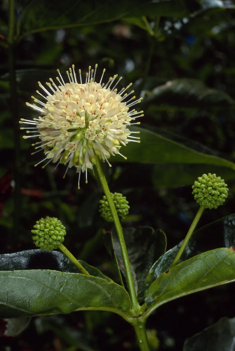 Cephalanthus occidentalis, SBBG