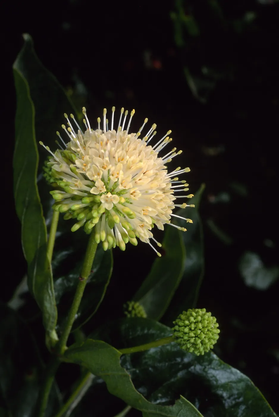 Cephalanthus occidentalis, SBBG