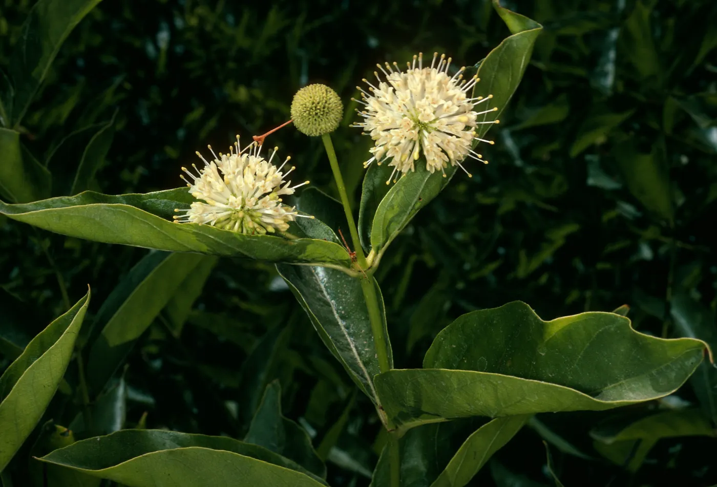Cephalanthus occidentalis, SBBG