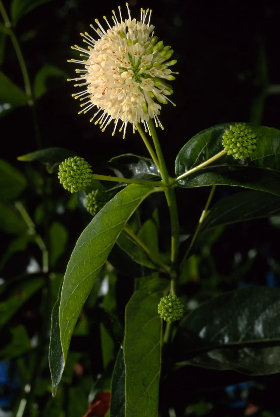 Cephalanthus occidentalis, SBBG