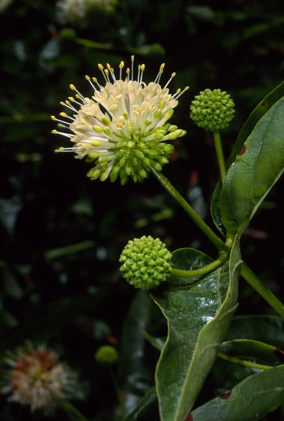 Cephalanthus occidentalis, SBBG