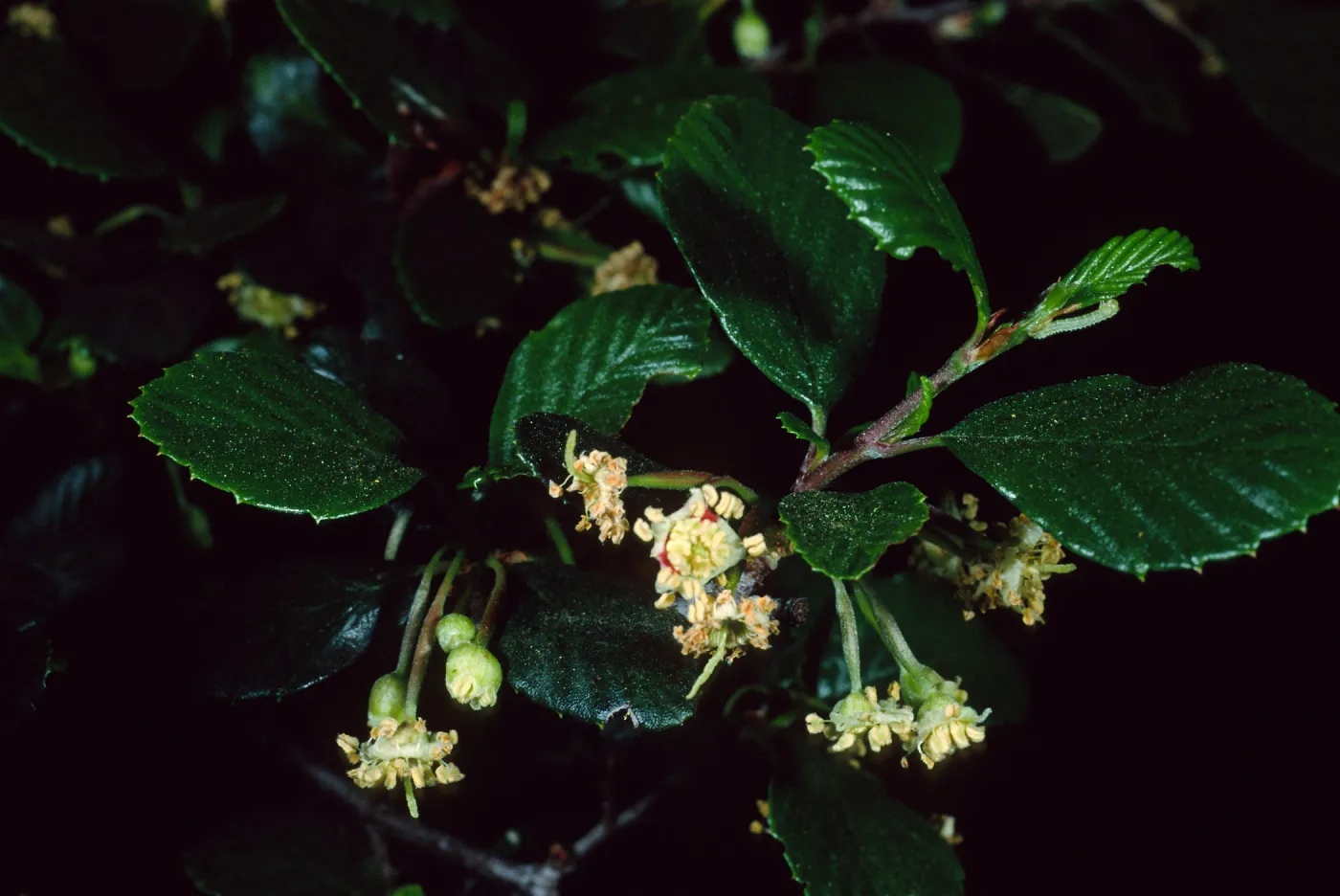 Cercocarpus betuloides, SBBG