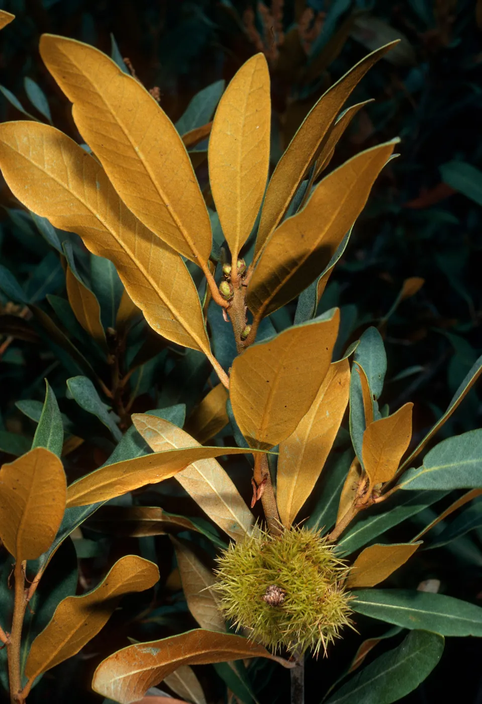 Chrysolepis sempervirens, Mineral King