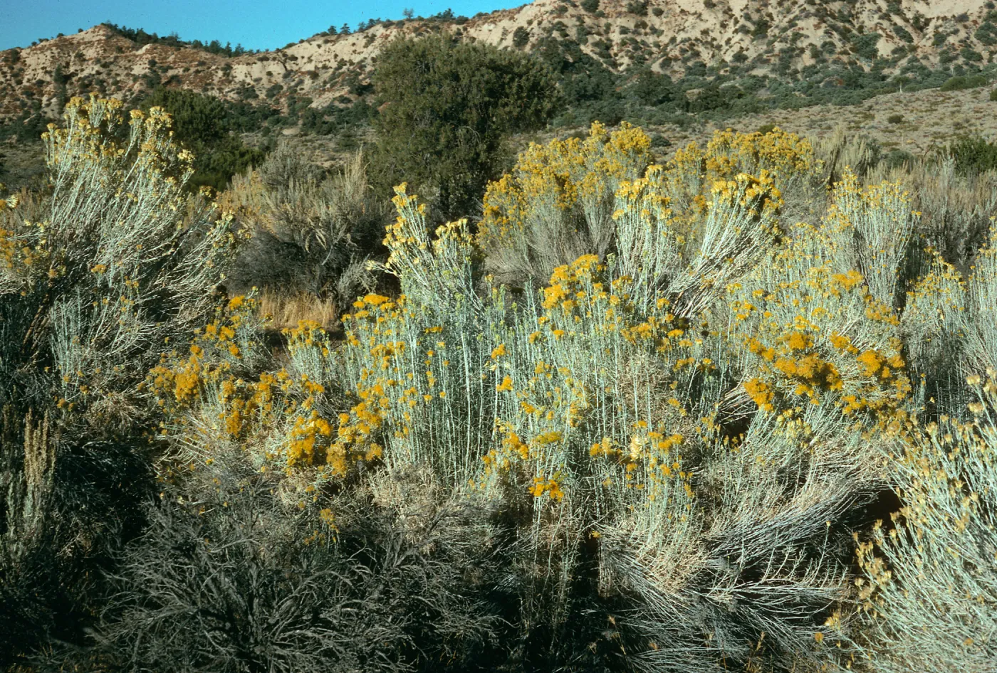 Chrysothamnus nauseosa, near Dome Springs
