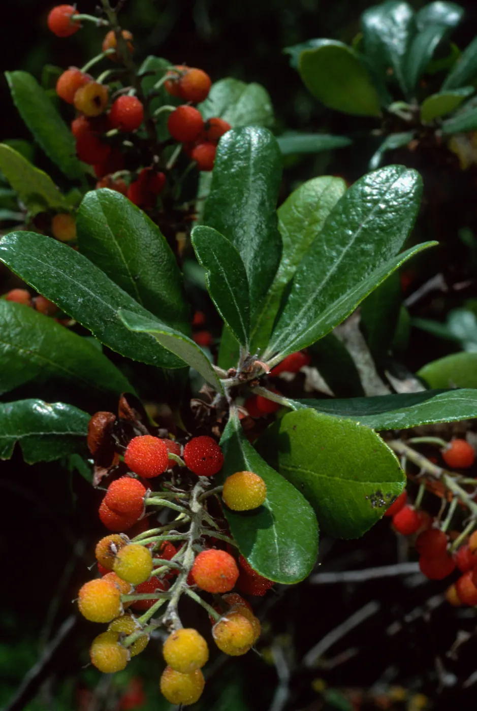 Comarostaphylis, SBBG