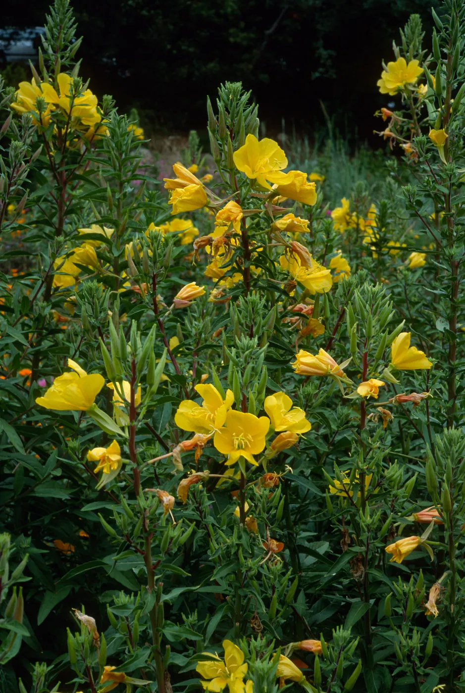 Oenothera elata, SBBG meadow