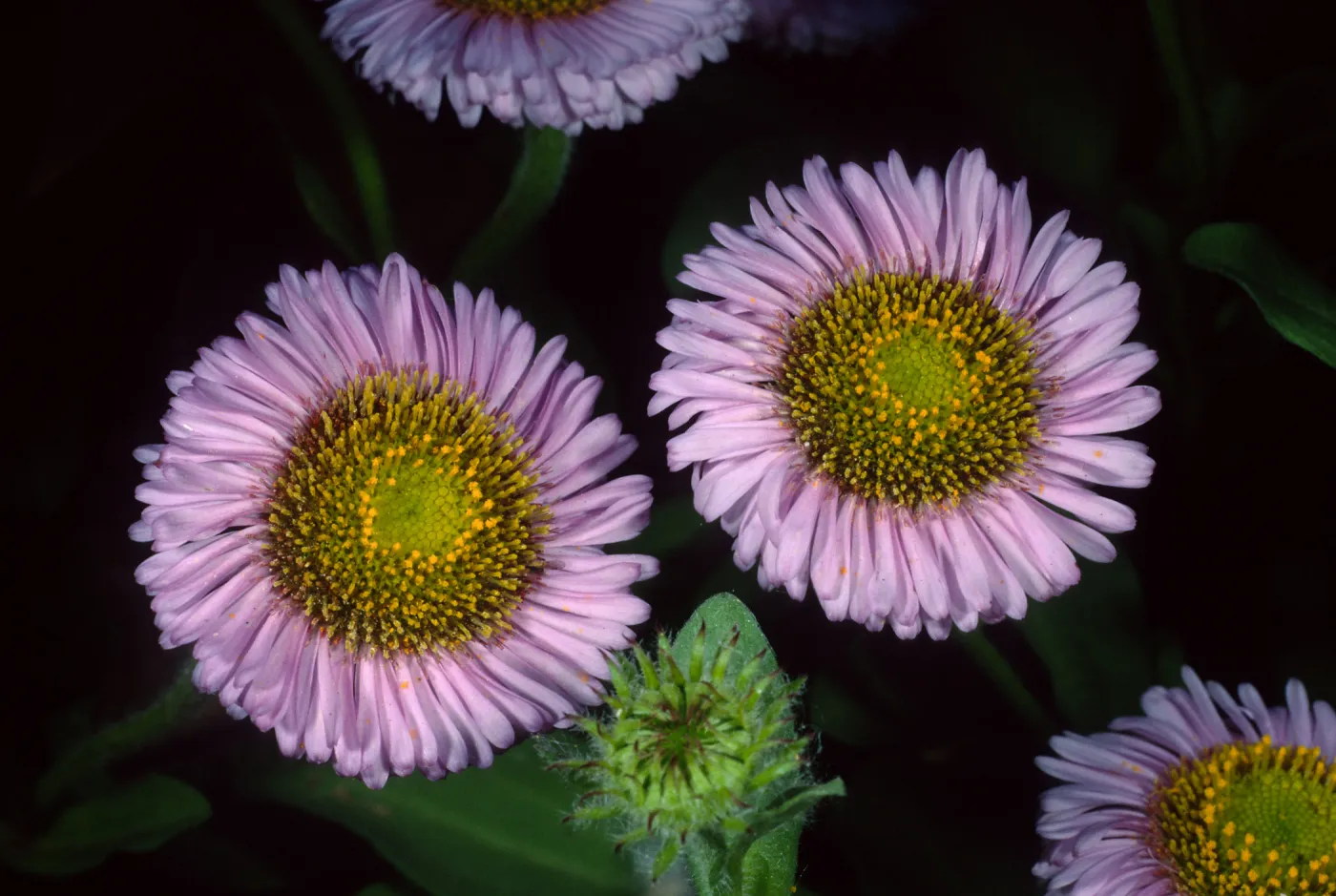 Erigeron glaucus, SBBG