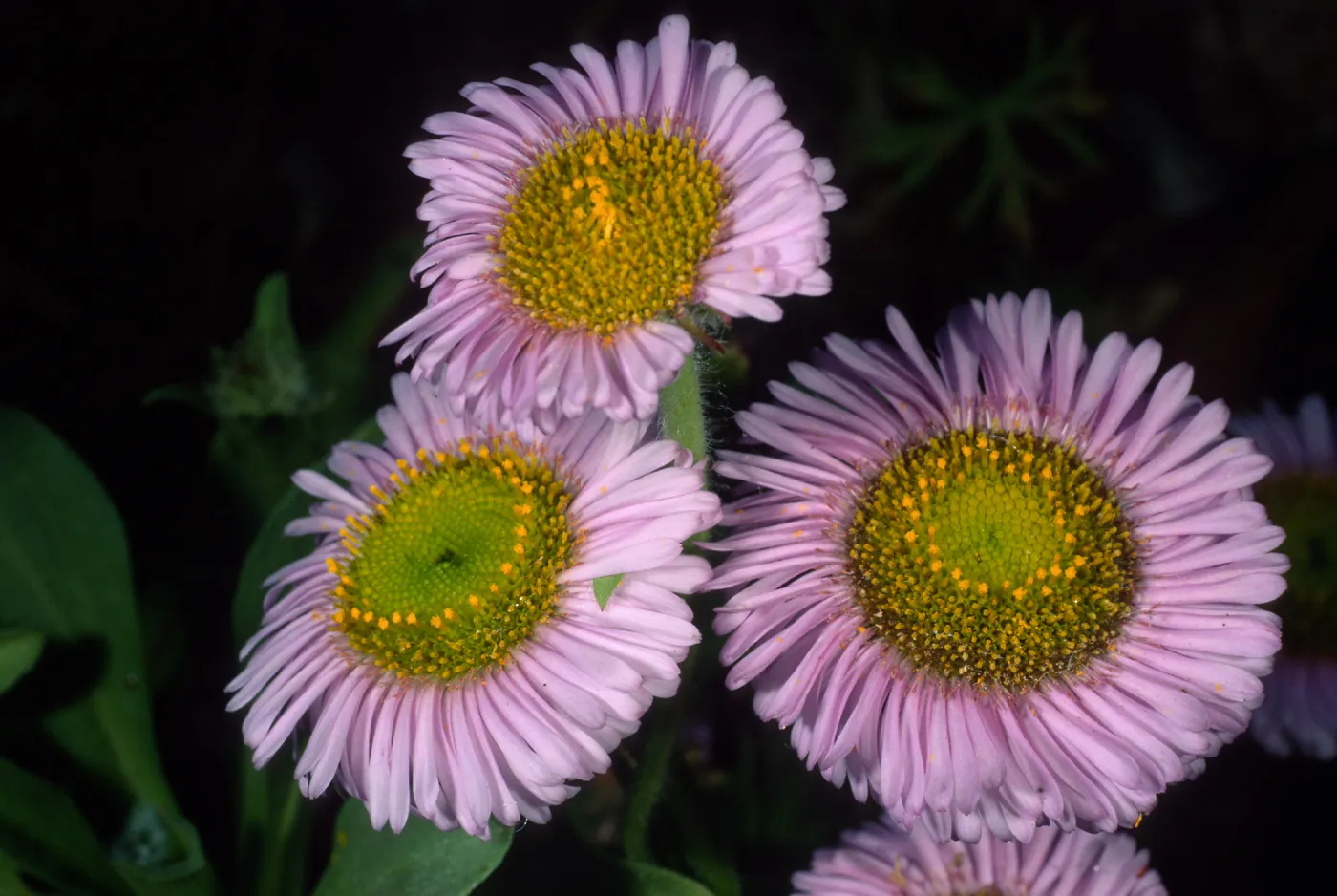 Erigeron glaucus, SBBG
