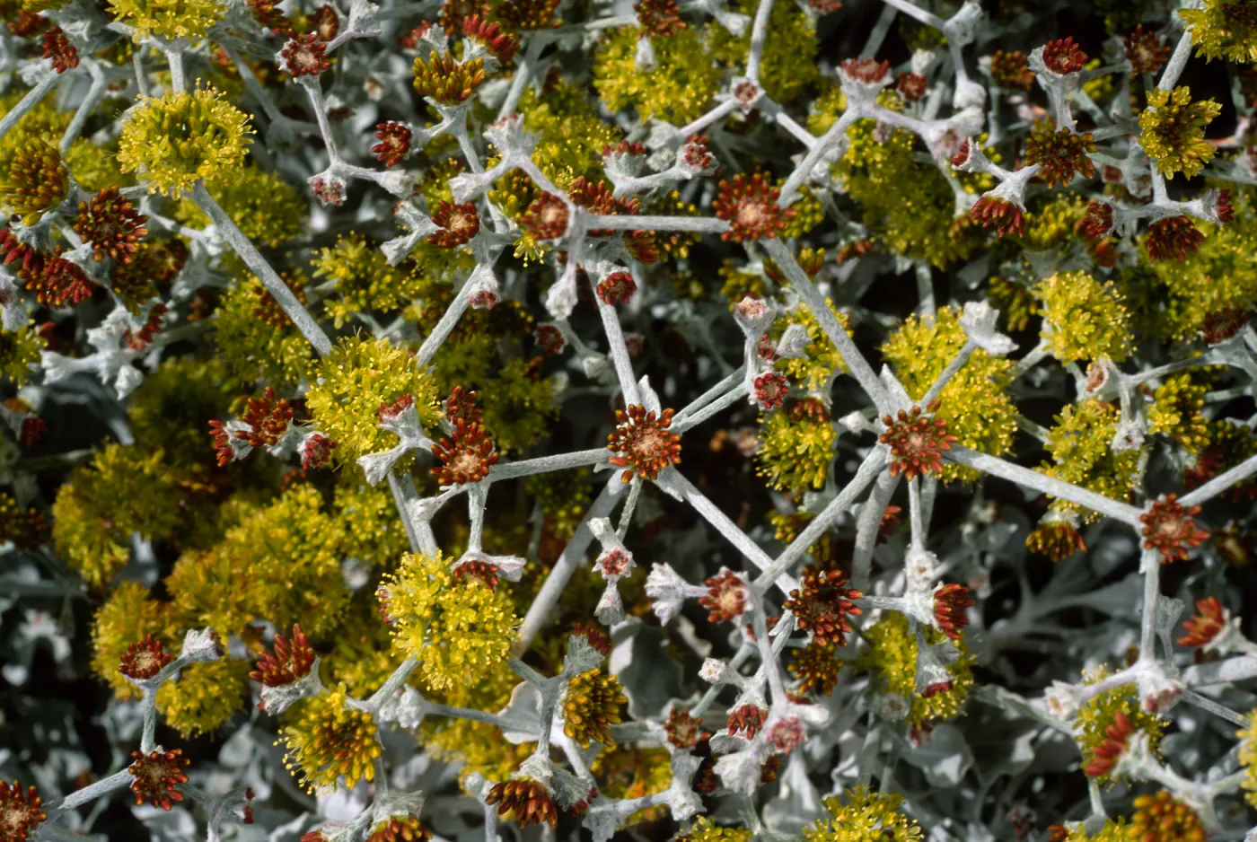 Eriogonum crocatum, SBBG
