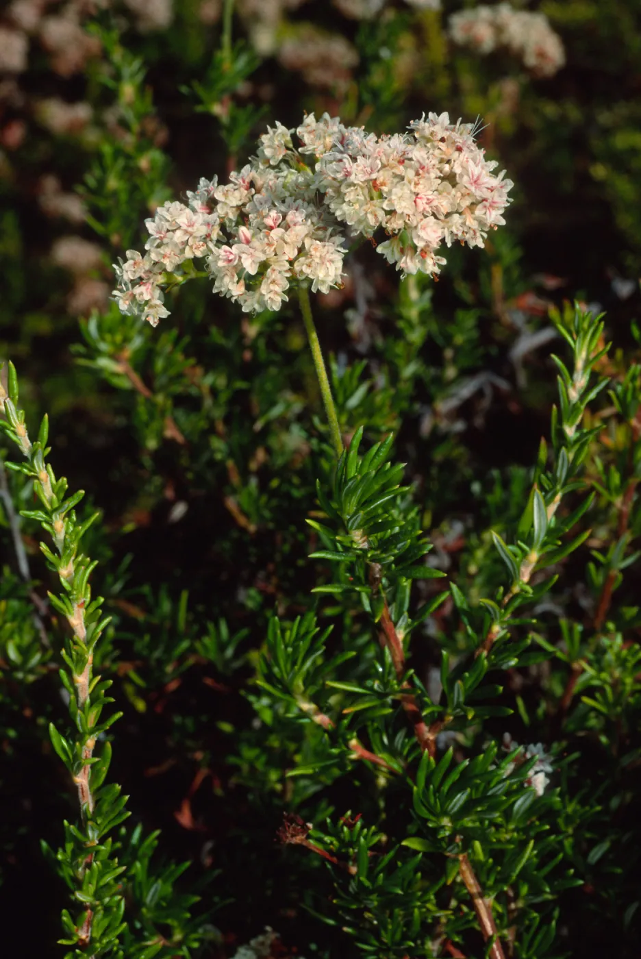 Eriogonum fasciculatum, SBBG