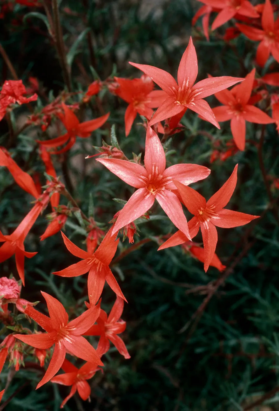 Ipomopsis aggregata, Cedar Canyon Road, Mid Hills
