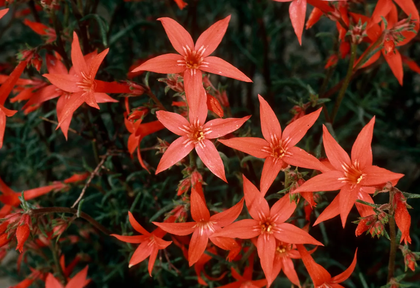 Ipomopsis aggregata, Cedar Canyon Road, Mid Hills