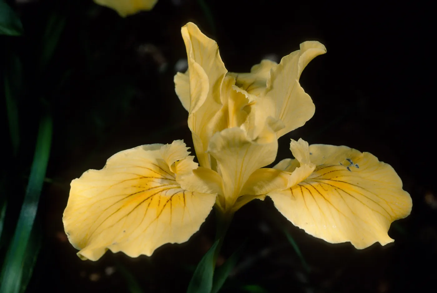 Iris innominata, SBBG 
