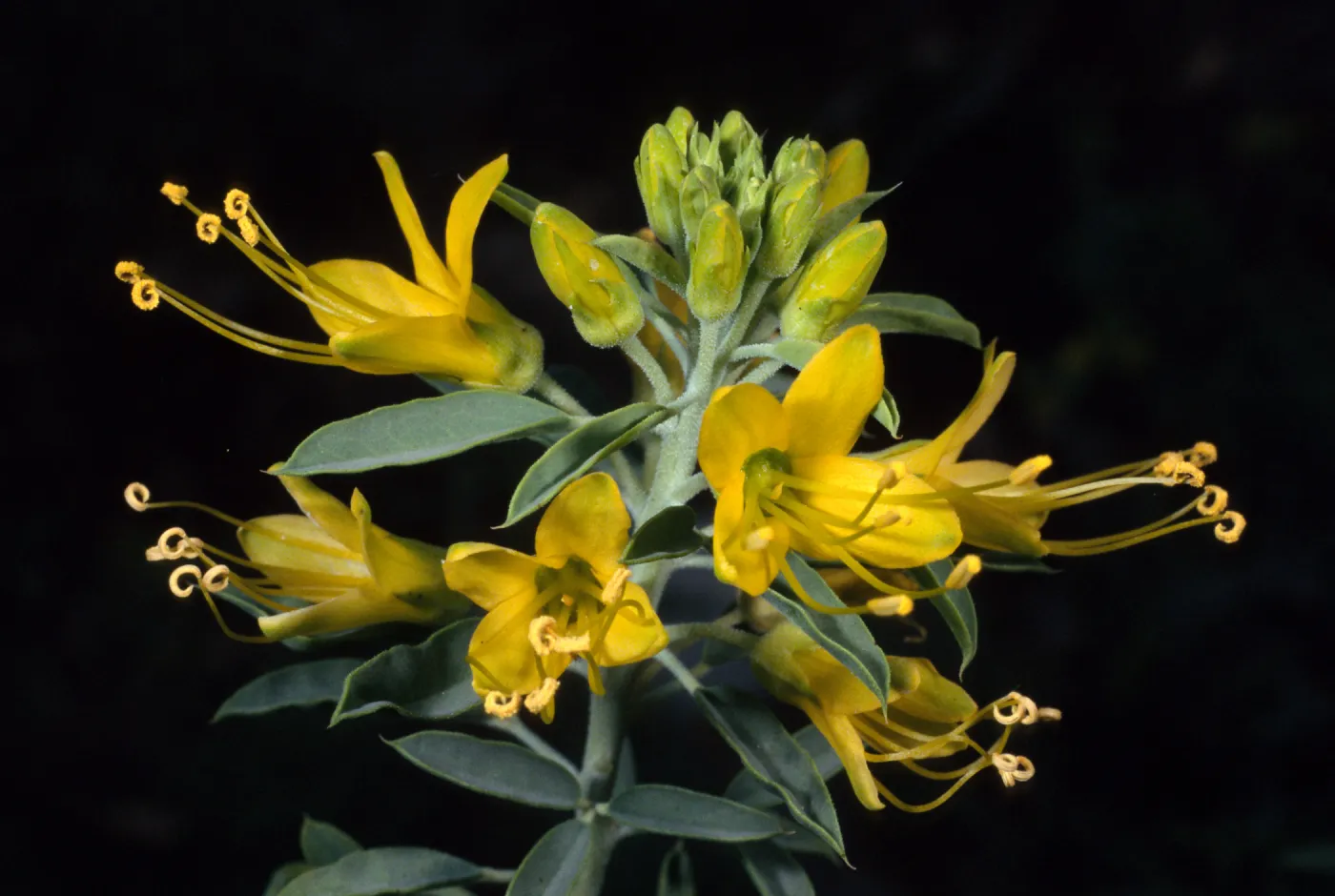 Isomeris arborea, SBBG Desert Secton